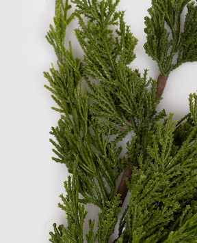 H.Andreas Декоративная ветвь туи 1438883F4