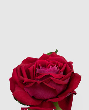 H.Andreas Декоративный цветок розы 2437455F3