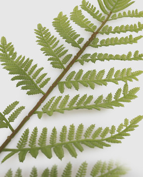 H.Andreas Декоративная ветвь лесного папоротника 6403883F5