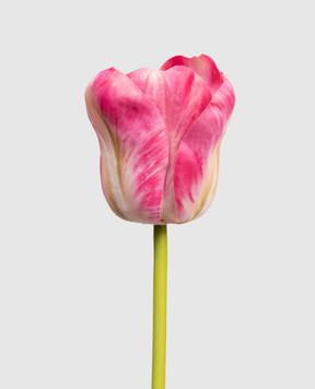 H.Andreas Декоративный цветок тюльпана 2996508F4