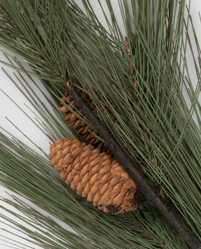 H.Andreas Декоративная ветвь сосны с шишками 1285860F3