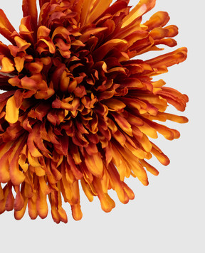 H.Andreas Декоративный цветок хризантемы 3431334F5