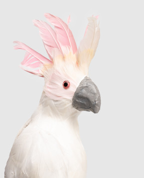 Shishi Декоративна прикраса Parrot 68663